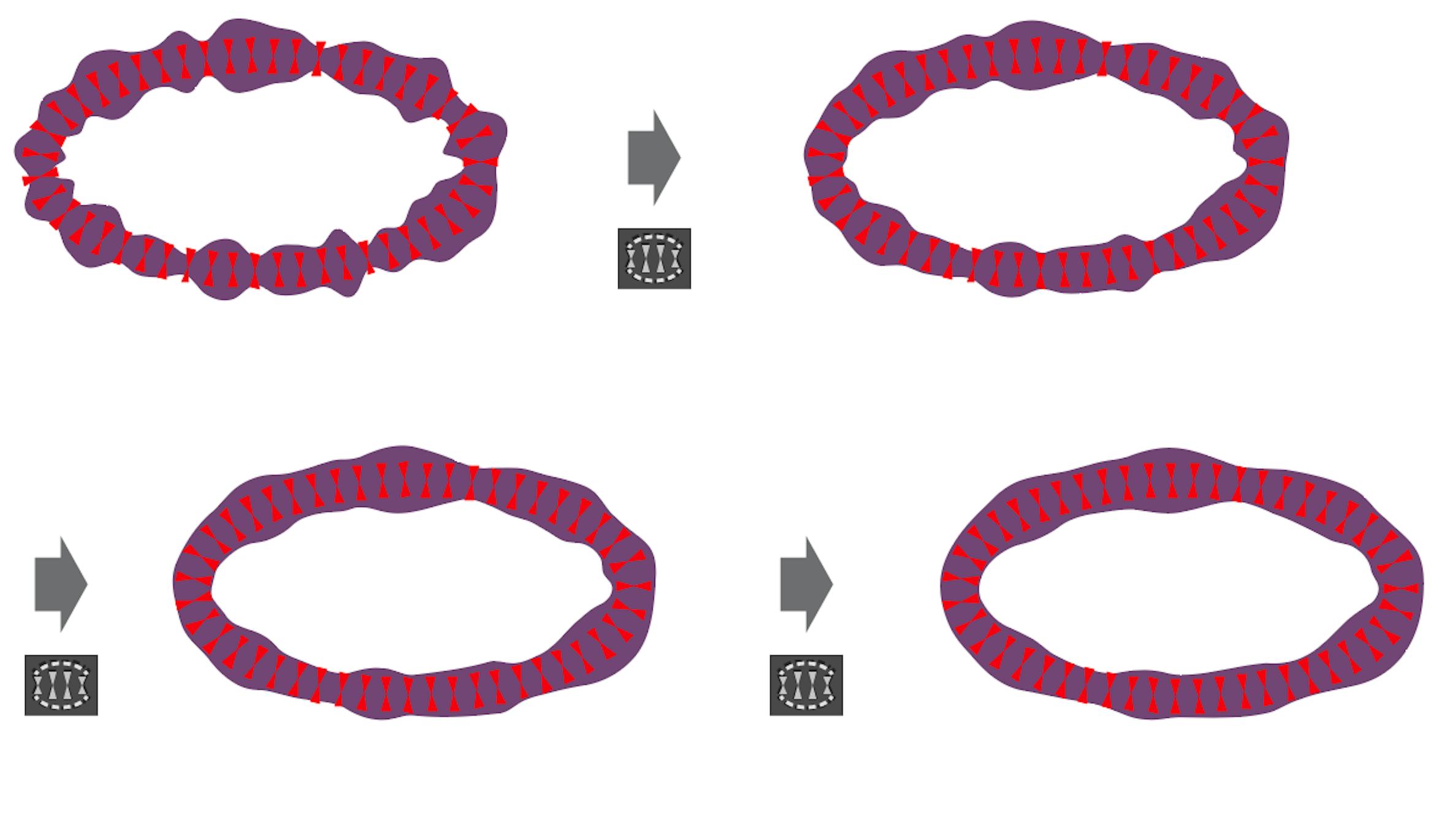 Width Selector Panel | Astute Graphics Documentation